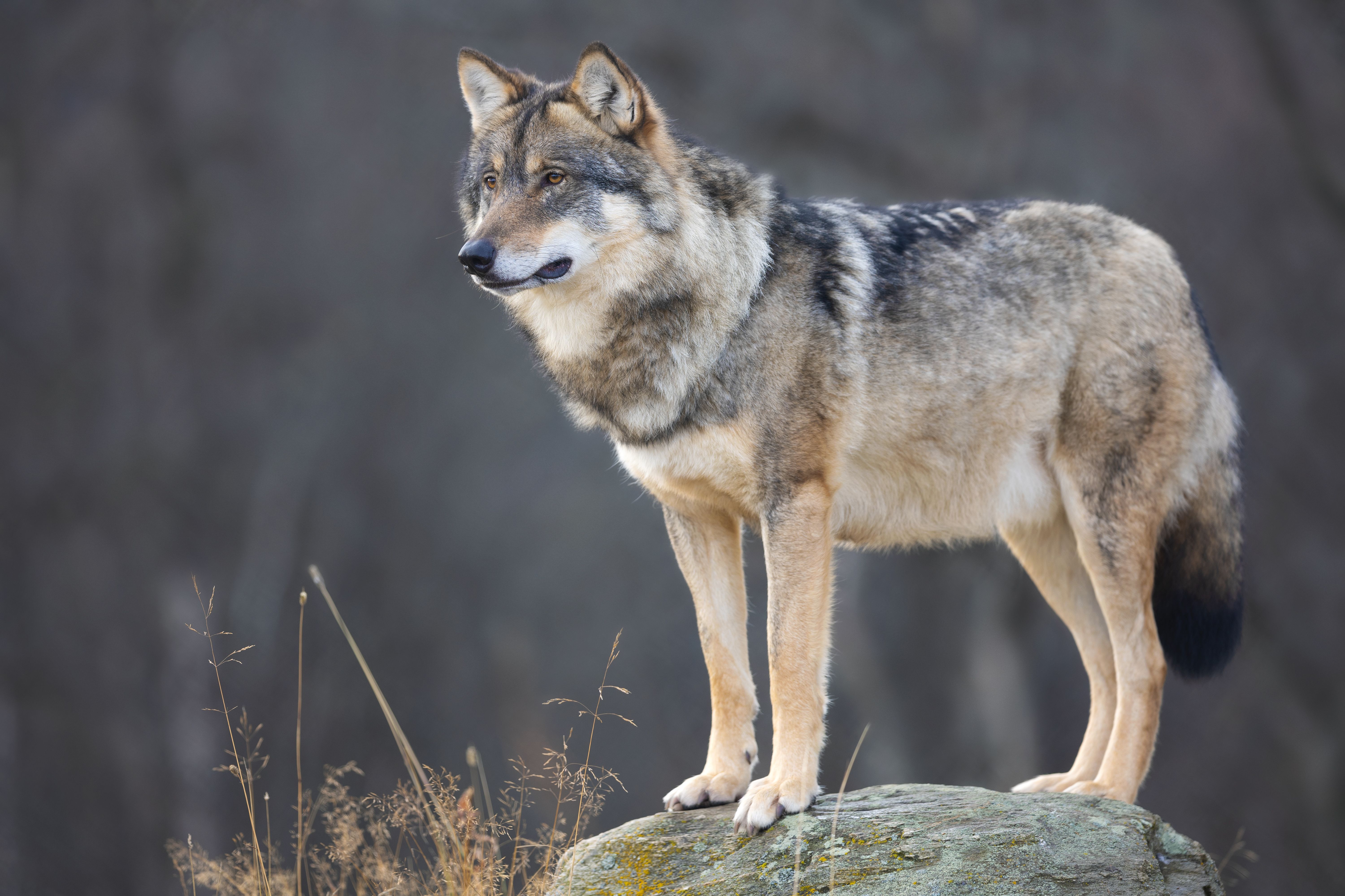 gray wolf standing on a rock